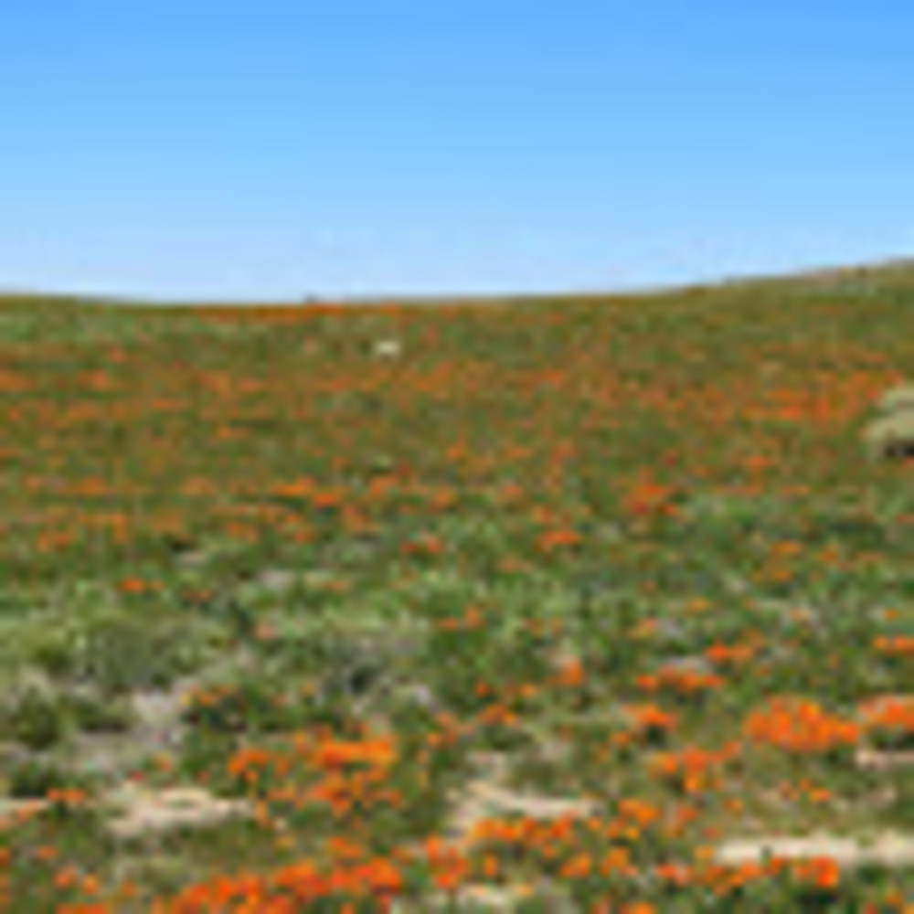 Meet your Posher, Xaine